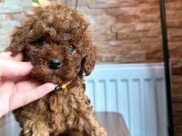 Toy Poodle Köpeği Yavrularımız