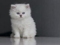 Full Şecereli Babadan Teslime Hazır Erkek British Longhair