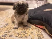 Ücretsiz Sahiplendirme Pekinezler