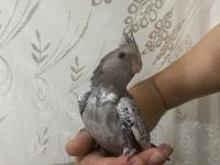 Yavrular 4 Adet Sultan Mevcut Kaçırılmayacak Fırsat