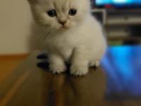 Acil British Shorthair Kedisi Yavrularımız