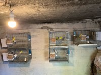 Komple kuş üretimhanem sahiplendirilecektir