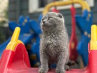 Koca Kafa Scottish Fold Yavrumuz
