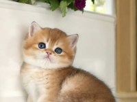 Show Kalite British Shorthair Golden Bebekler