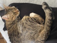 İşimden dolayı kedimi sahiplendiriyorum