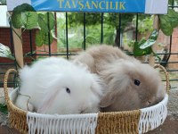Hollanda teddy lop 2 aylık tavşan yavrular