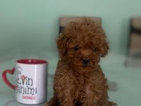 Tea cup toy poodle