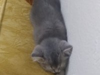 2 Aylık Yavru British Shorthair