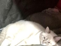 Ücretsiz British Kedimiz