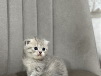 1.5 aylık yumurcak british shorthair yavrular
