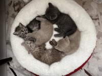 British shorthair yavruları