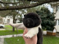 Amerikan Akita Safkan Yavrular