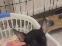 3 Aylık Minyatür Pinscher