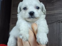 Sağlıklı Maltese Cinsi Köpekler
