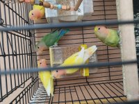 5 adet 3-4 aylık sevda papağanı yavruları