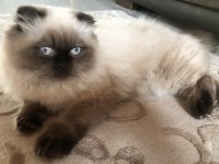 Sevimli Scottish Fold Kedisi