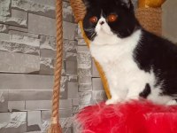 Cfa Şecereli Exotic Shorthair Dişi