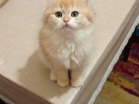 British golden longhair erkek