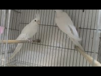 Sultan Papağanı Takım Ve Yavrular