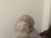 Uyguna Ev Ortamında Yetişme Yavru Kedimiz