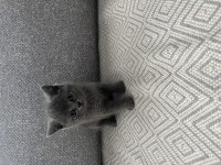 İzmir’in British Shorthair Prens Ve Prensesleri