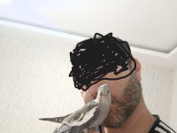 Ele Alışık Konuşturmalık Yada Damızlık Sultan Yavrusu