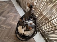 Sphynx Sfenks Bebekleri