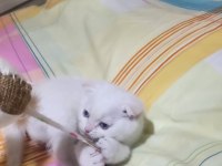 Scottish Fold Blue 2 Aylık
