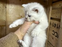 British Longhair Golden Point 37 Günlük Dişi