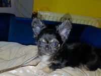 Şivava Bir Dişi Ve Bir Erkek Şivava