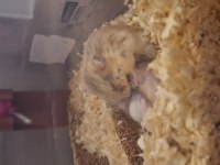 Ele Alışık, Sağlıklı Gonzales Hamster Yavruları (İzmir İçi)