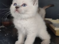 Blue Point Yavru Kedilerimiz