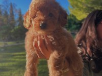 Fci Kif Şecereli Büyük Rusya Şampiyonu Baba Ve Tr Ch Anneden Poodle Yavruları