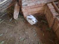 Kaliforniya Damalı Tavşan