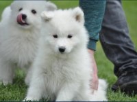 Samoyed Yavruları