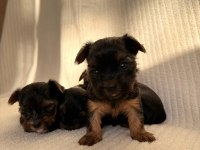 Teacup yorkshire terrier ev doğumlu yavrular