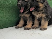 Showline Alman Kurdu Yavruları Kızıl Ve Siyah