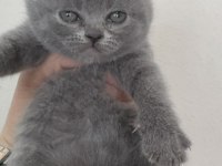 British Shorthair Yavru Kediler
