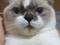 8 aylık erkek kedimiz