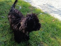 6 Aylık Siyah Toy Poodle