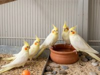 Fethiye sultan papağanı yavruları