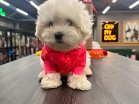 Minik Kalan Büyümeyen Maltipoo Bebekler