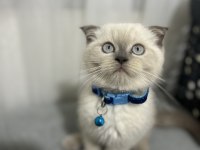 Scottish fold kedimiz