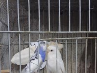 Renk Güzeli Takım Muhabbet Kuşlar