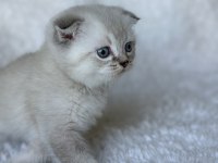 Scottish fold blue point yavru kedim