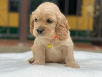 Sevimli Cocker Köpeği Yavruları