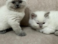 Yavru British Shorthair Yavru Blue Point Çok Minnoş