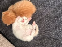 İran Kedisi Yavrular