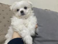 En Ufak Boy Maltese Yavrular