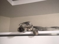 1.5 Yaşında Scottish Fold Kızımıza Yuva Arıyoruz